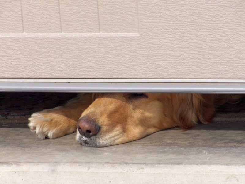 Tips for Making Your Garage Door DogFriendly for Your Pooch